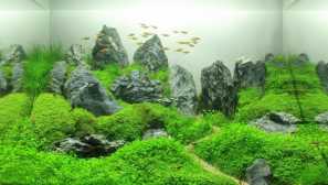 Aquarium100 літрів - скільки риби можна заповнити?